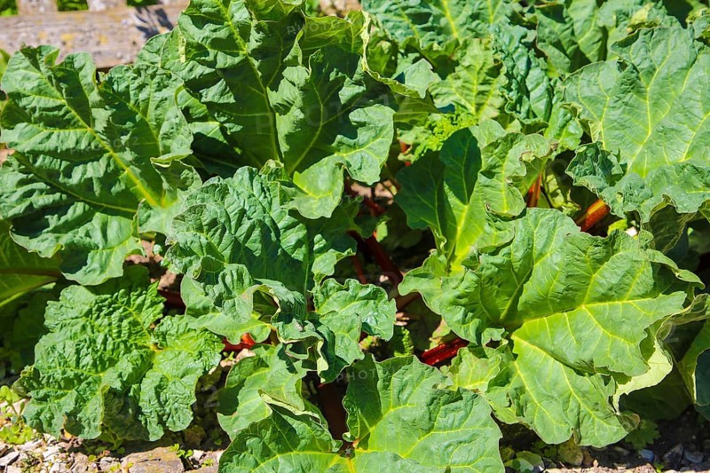 Herb garden near the stud farm museum and the Lauter spring, rhubarb (Rheum rhabarbarum), common rhubarb, vegetable rhubarb, curly rhubarb, Offenhausen, municipality of Gomadingen, Swabian Alb, Baden-Württemberg, Germany