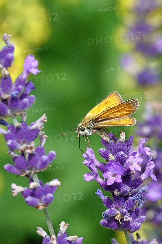 Large skipper (Ochlodes venatus), collecting nectar from a flower of Common lavender (Lavandula angustifolia), nice bokeh in the background, wildlife, insects, butterflies, butterfly, close-up, macro shot, Wilnsdorf, North Rhine-Westphalia, Germany