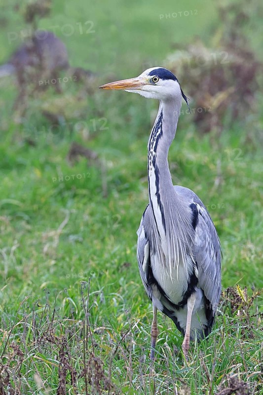 Grey heron (Ardea cinerea), standing in a meadow, Bieslicher Insel, Lower Rhine, North Rhine-Westphalia, Germany