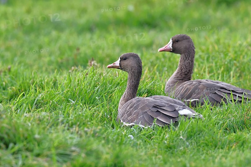 White-fronted geese (Anser albifrons), lying in a meadow in the wintering area, pair of animals, wildlife, Bislicher Insel nature reserve, Xanten, Lower Rhine, North Rhine-Westphalia, Germany