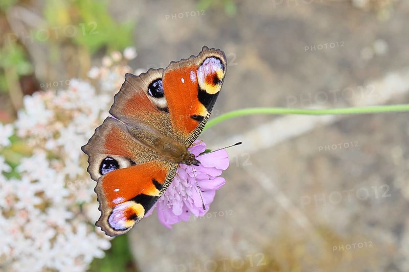 Peacock butterfly (Inachis io) sucking nectar on scabiosa, in a natural environment in the wild, close-up, wildlife, insects, butterflies, butterflies, Wilnsdorf, North Rhine-Westphalia, Germany
