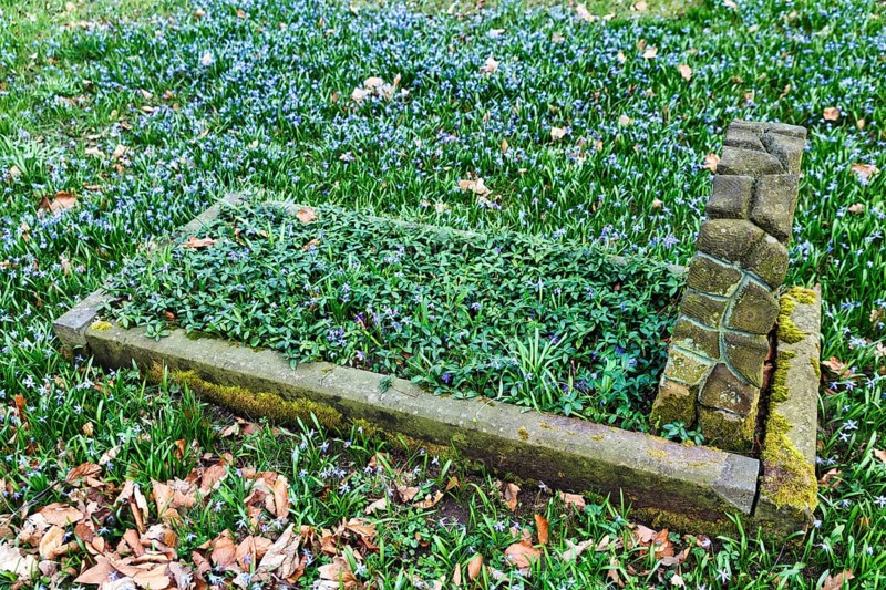 Scilla, blue stars in a meadow, single anonymous grave, autumn leaves, Lindener Bergfriedhof, monument protection, Lindener Berg, Linden, Hanover, Lower Saxony, Germany