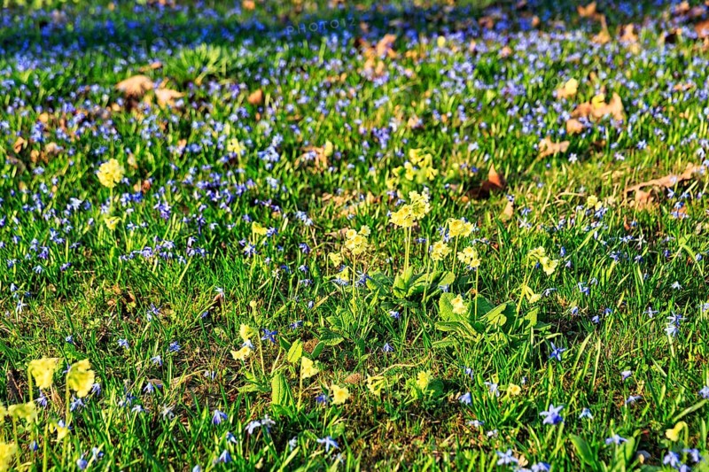 Scilla, blue stars and primroses in a meadow, Lindener Bergfriedhof, Lindener Berg, Linden, Hanover, Lower Saxony, Germany
