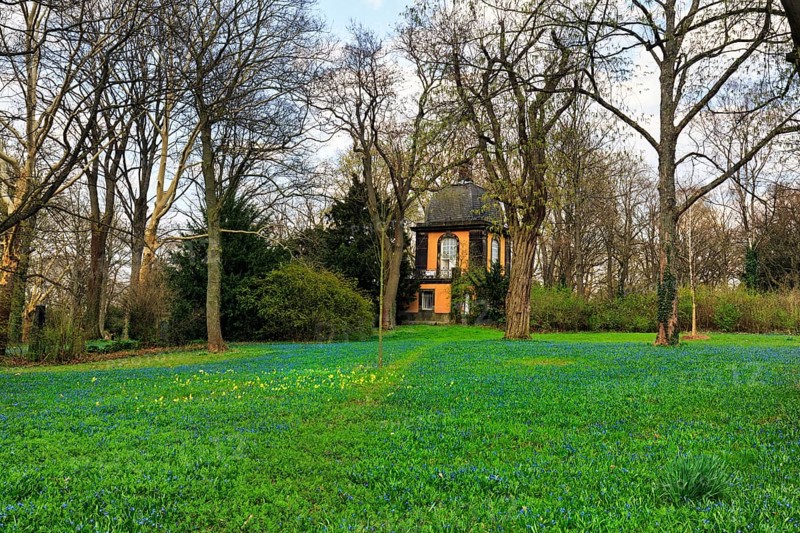 Scilla, blue stars and primroses in a meadow, Lindener Bergfriedhof with kitchen garden pavilion, pavilion, Lindener Berg, Linden, Hanover, Lower Saxony, Germany