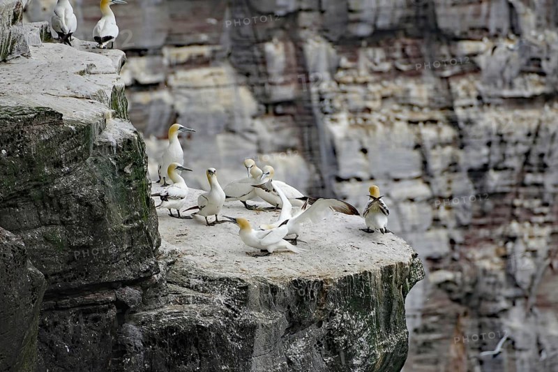 Group of Gannets gathered on a rocky cliff, Northern Gannets, Noss, Shetland Islands, Scotland, Great Britain