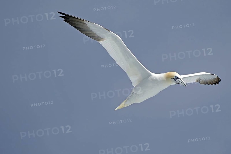 Gannet in flight against a blue sky with outstretched wings, Noss, Shetland Islands, Scotland, Great Britain