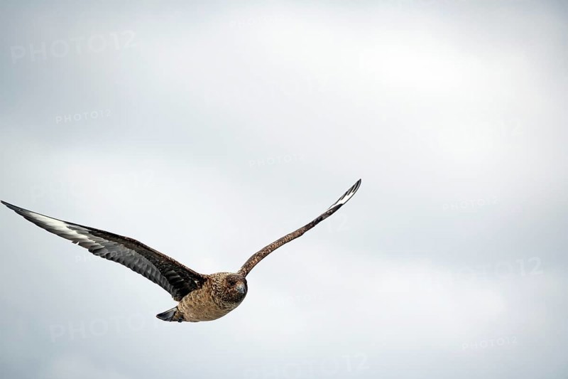 Brown bird in flight against a cloudy sky, skua, Great skua, Noss, Shetland Islands, Scotland, Great Britain
