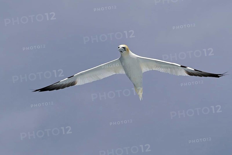 A Gannet in flight with wings spread against a cloudy sky, Noss, Shetland Islands, Scotland, Great Britain