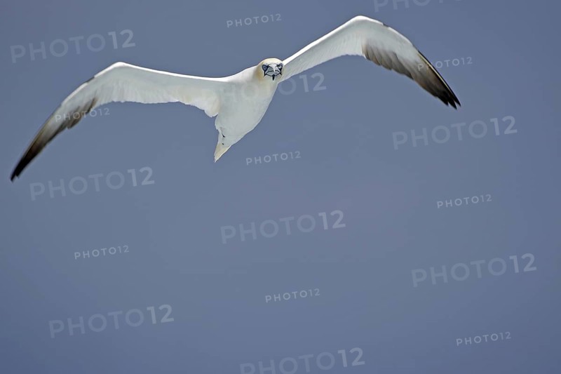 A Gannet with outspread wings flies through a clear blue sky, Noss, Shetland Islands, Scotland, United Kingdom
