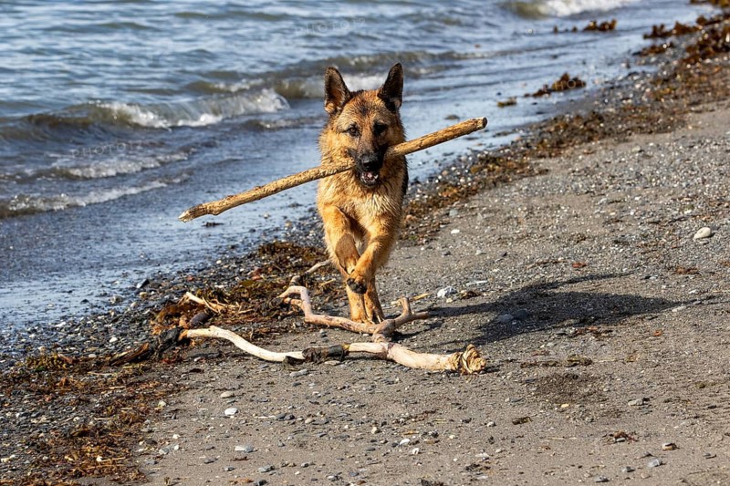 German Shepherd running along the St. Lawrence River, Dog with a piece of wood in its mouth, Gaspesie Region, Province of Quebec, Canada, North America