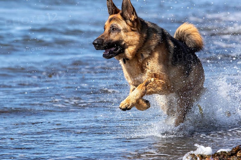 German Shepherd running along the St Lawrence River, Gaspesie Region, Province of Quebec, Canada, North America