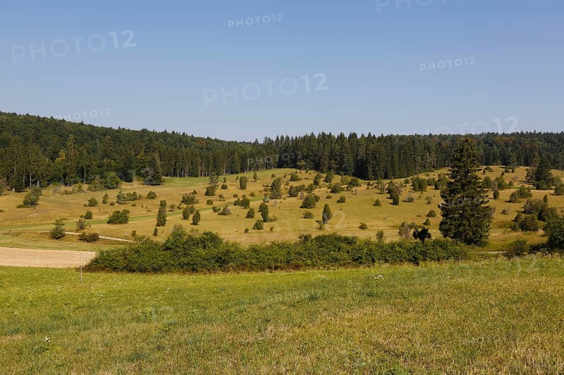 Landscape, nature, trees, meadow, juniper heath, Digelfeld near Hayingen, Swabian Alb, Baden-Württemberg, Germany