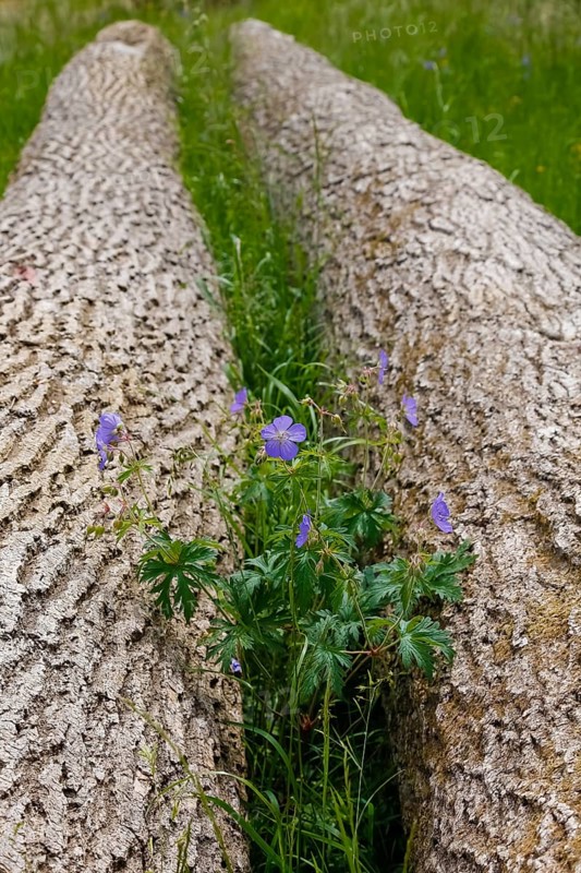Meadow cranesbill (Geranium pratense), purple flowers, wildflower growing between tree trunks, bark, felled trees, grasses, nature, meadow, Swabian Alb, Baden-Württemberg, Germany