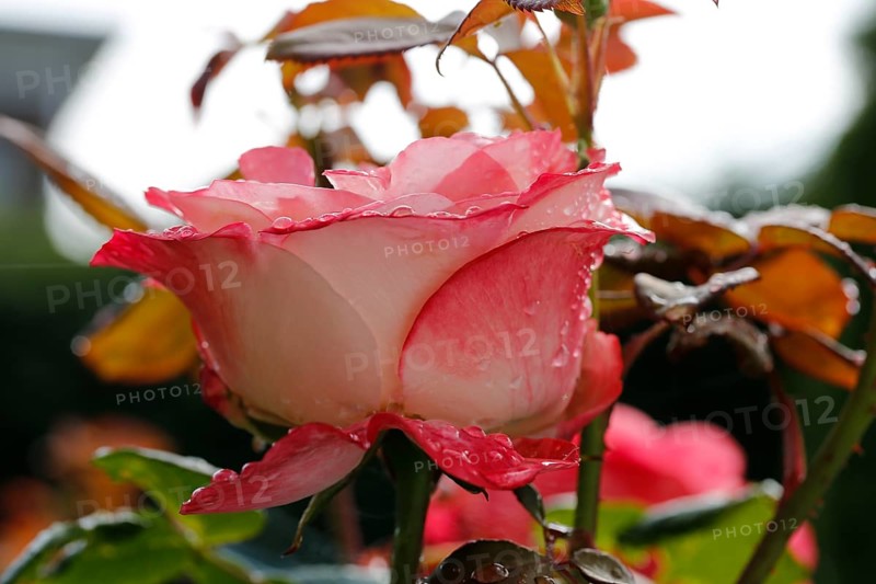 Rose (Rosa), cultivated rose, white and red blossom, leaves, garden, flowers, plants, water drop, raindrop, Reutlingen, Baden-Württemberg, Germany