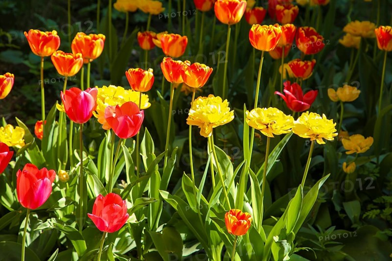 Tulips (Tulipa), red and yellow flowers, green leaves, garden, flowers, plants, bed, spring bloomers, Honau, Baden-Württemberg, Germany