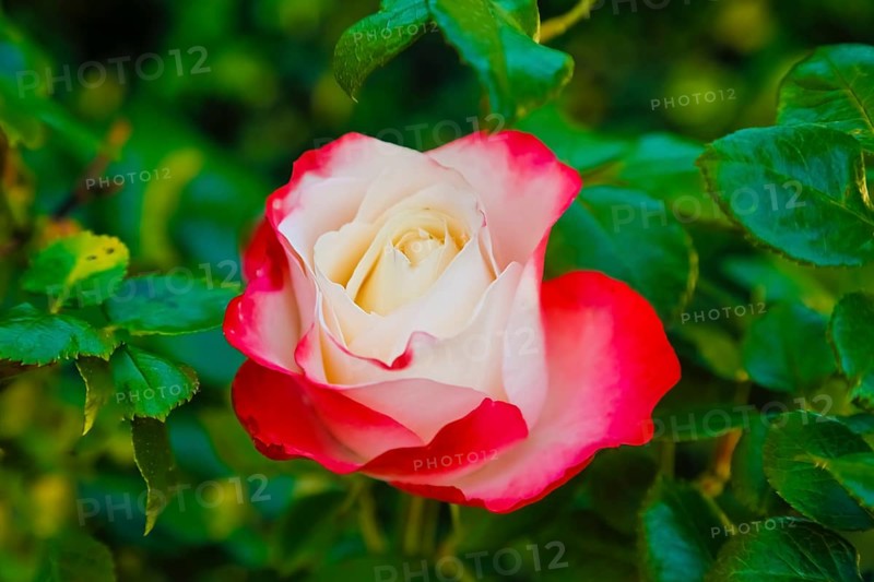 Rose (Rosa), cultivated rose, white and red blossom, green leaves, garden, flowers, plants, Reutlingen, Baden-Württemberg, Germany