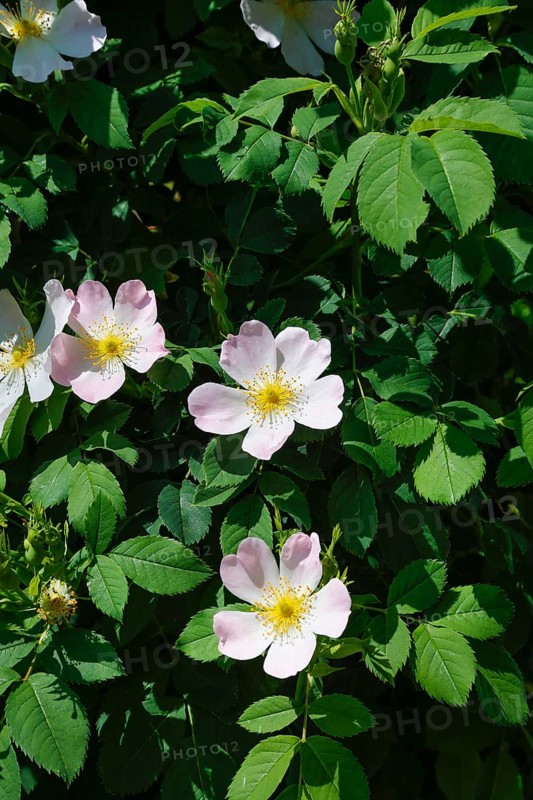 Dog rose (Rosa canina), dog rose, dog rose, heather rose, hag rose, blossoms, green leaves, garden, flowers, plants, spring bloomers, Reutlingen, Baden-Württemberg, Germany