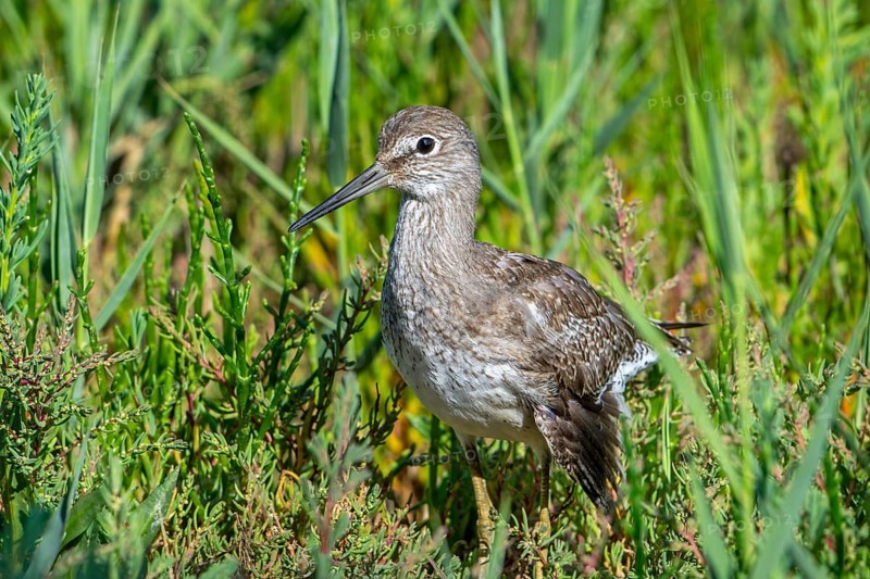 Injured common redshank (Tringa totanus) juvenile with broken wing hiding in glasswort vegetation in coastal saltmarsh, salt marsh in summer