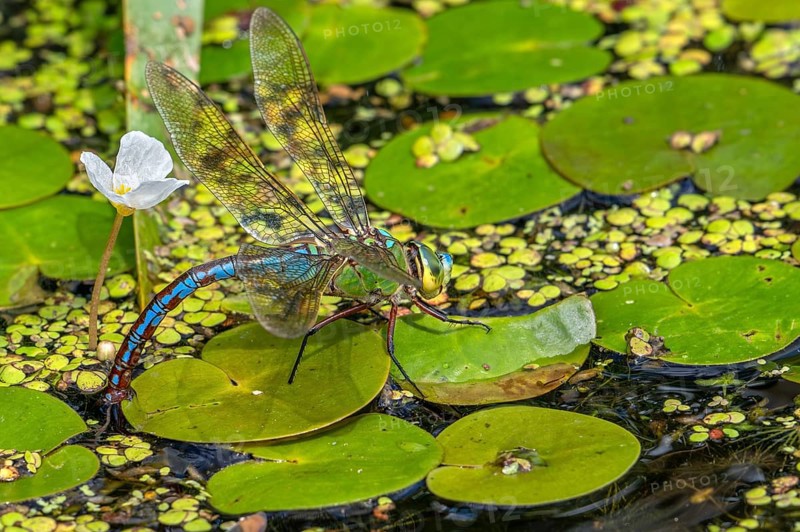 Emperor dragonfly, blue emperor (Anax imperator, Anax formosa) female with blue abdomen laying eggs in water of brook in summer