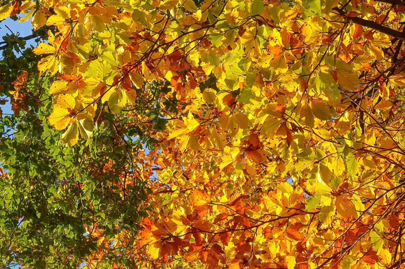 Colourful leaves Colourful leaves change colour on deciduous trees in late summer Golden autumn beginning of autumn, Germany