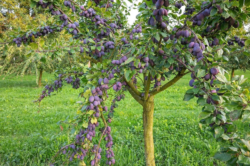 Plum tree illuminated by the sun in summer with ripe fruit shortly before harvesting