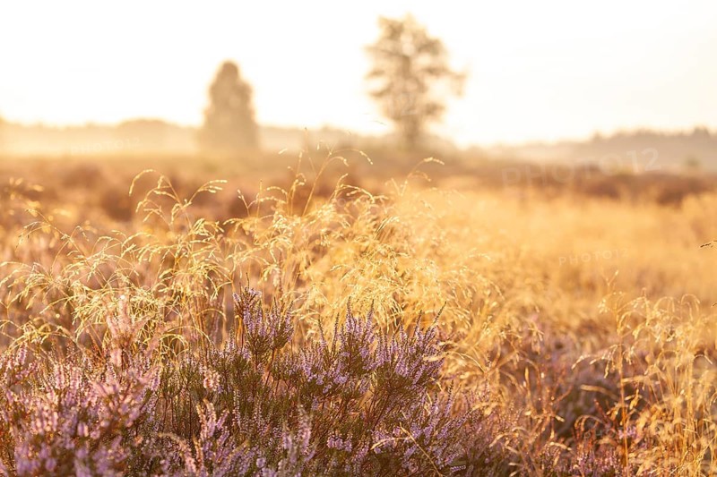 Bell heather (Erica tetralix) in the Lüneburg Heath in the yellow-red morning light at sunrise