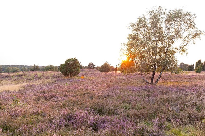 Beautiful sunset over the blooming heath on Wilseder Berg, Lüneburg Heath