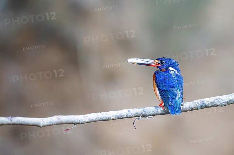 Menintine kingfisher (Alcedo meninting), Kota Kinabatangan, Sabah, Malaysia