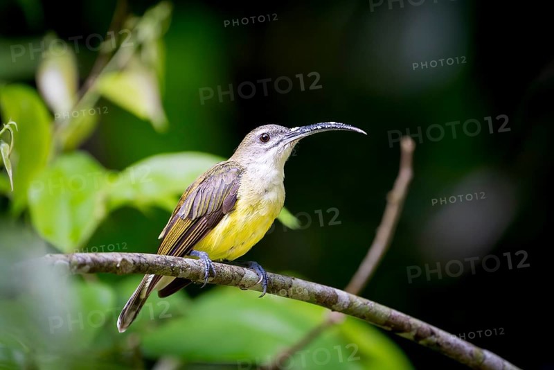 White-throated spiderhunter (Arachnothera longirostra), Lahad Datu, Sabah, Malaysia