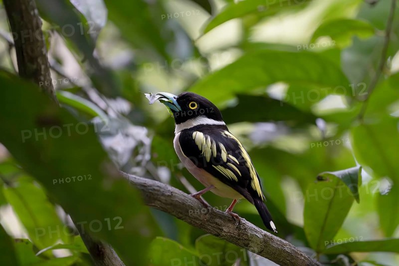 Collared Broadbill (Eurylaimus ochromalus), Sandakan, Sabah, Malaysia