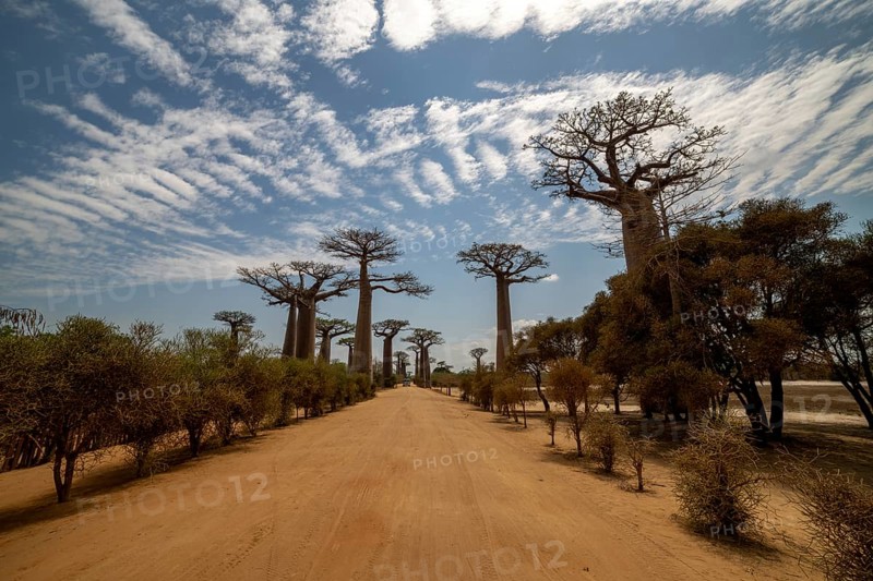 Baobabs (Adansonia), baobab avenue, Bemanonga, Menabe, Madagascar