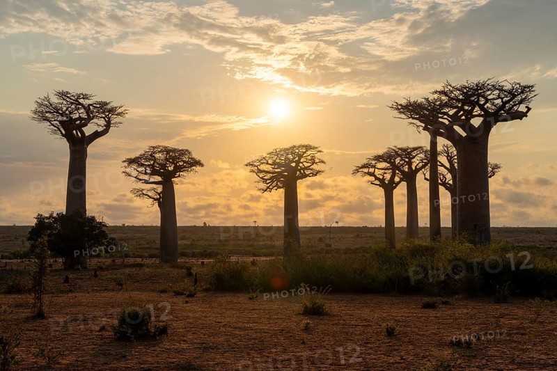 Baobabs (Adansonia) at sunset, Bemanonga, Menabe, Madagascar