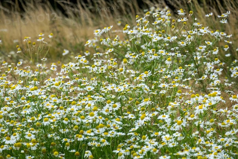 Matricaria chamomilla (Matricaria chamomilla) at the edge of a field, Münsterland, North Rhine-Westphalia, Germany