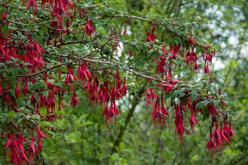 Scarlet Fuchsia (Fuchsia magellanica), hardy, Province of Groningen, Netherlands