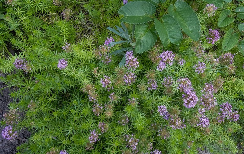 Caucasian Crosswort (Phuopsis stylosa), Netherlands