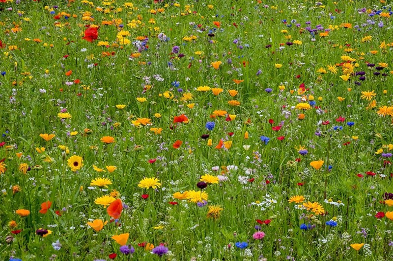 Colourful flower meadow, Münsterland, North Rhine-Westphalia, Germany