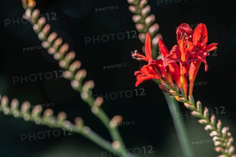 Montbretia (Montbretia), Emsland, Lower Saxony, Germany