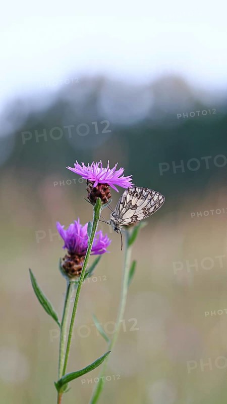 Checkerspot butterfly (Melanargia galathea) in a meadow knapweed (Centaurea jacea), underside of wing, macro photograph, Wilnsdorf, North Rhine-Westphalia, Germany