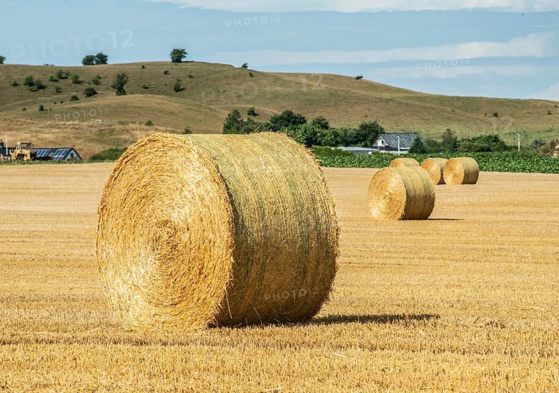 Round straw bales in a field in Hammar, Ystad Municipality, Skåne County, Sweden, Scandinavia