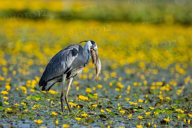 Grey heron (Ardea cinerea) amidst flowering sea pots (Nymphoides peltata) Hungary