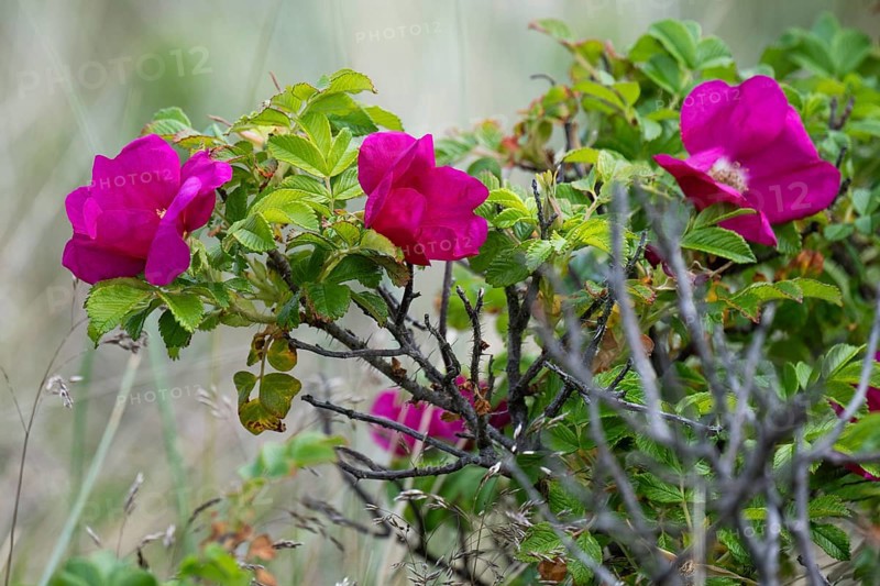 Dog rose (Rosa canina), Ringkøbing Fjord, Denmark
