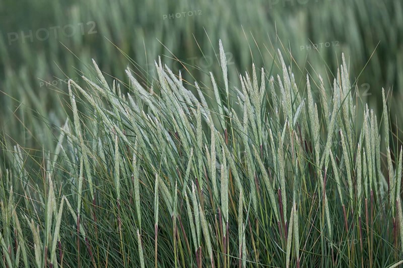 Beach grass, near Hvide Sande, North Sea, Denmark