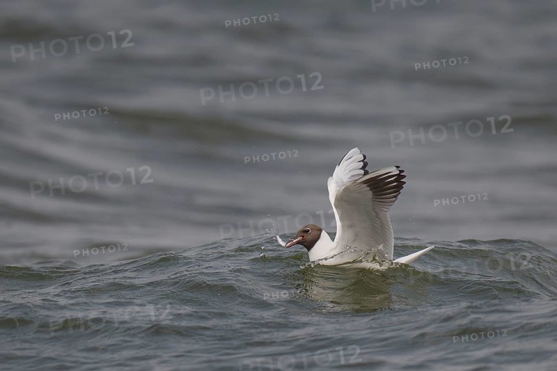 Black-headed gull (Chroicocephalus ridibundus) in summer plumage, with a small fish in its beak, near Hvide Sande, Ringkøbing Fjord, North Sea, Denmark