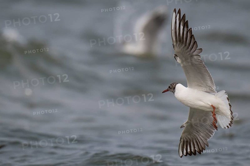 Black-headed gull (Chroicocephalus ridibundus) in summer plumage, looking for small fish, near Hvide Sande, Ringkøbing Fjord, North Sea, Denmark