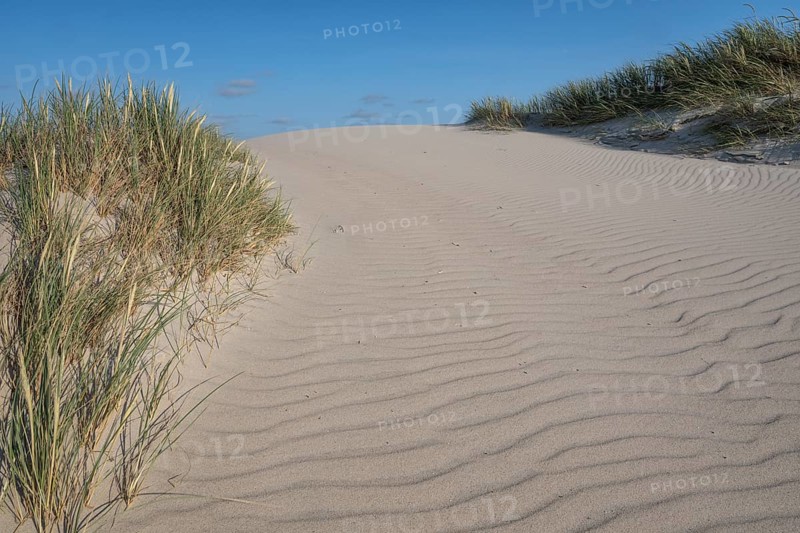 Dunes with beach grass, dune landscape, blue sky, Hvide Sande, North Sea, Denmark