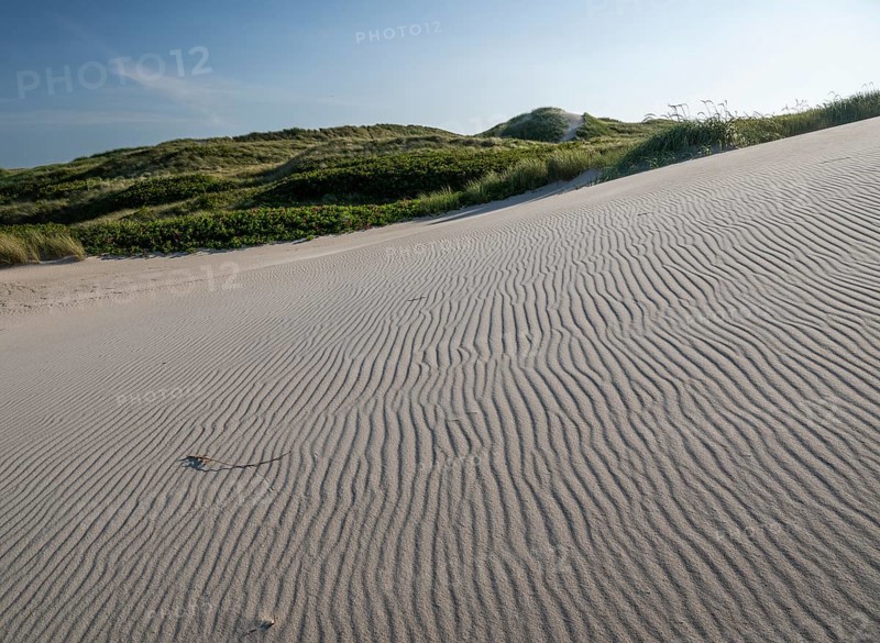 Sandy dune landscape, beach grass, blue sky, Hvide Sande, North Sea, Denmark
