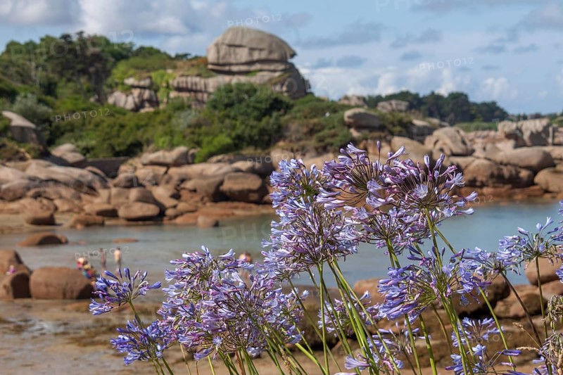 Jewelled lilies on the Cote de Granit Rose, Brittany, France