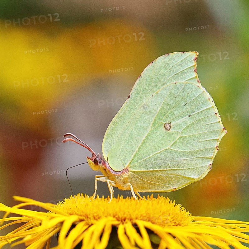 Lemon butterfly (Gonepteryx rhamny) on a yellow flower of a Great Telekie (Telekia speciosa), Wilnsdorf, North Rhine-Westphalia, Germany