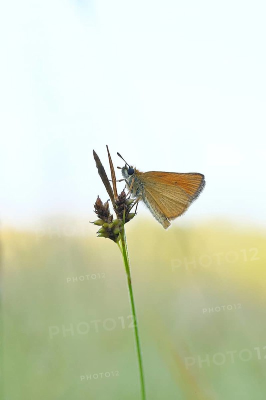 Large skipper (Ochlodes sylvanus, Augiades sylvanus), resting in the evening on a blade of grass in a meadow, close-up, macro photograph, Wilnsdorf, North Rhine-Westphalia, Germany
