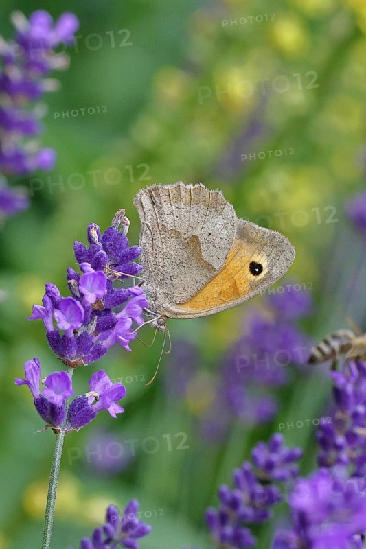 Meadow Brown (Maniola jurtina), on a lavender flower (Lavandula angustifolia), collecting nectar from a flower of the true lavender (Lavandula angustifolia), nice bokeh in the background, Wildlife, Insects, Butterflies, Butterfly, Close-up, Macro shot, Wilnsdorf, North Rhine-Westphalia, Germany